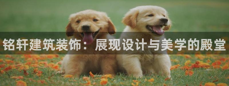 新航娱乐公司地址